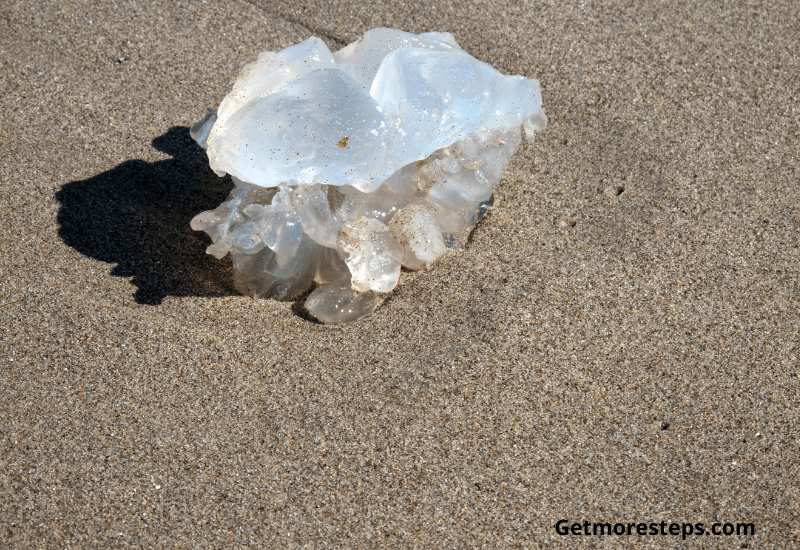 Walk on jellyfish on the beach